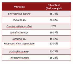 algae products market012