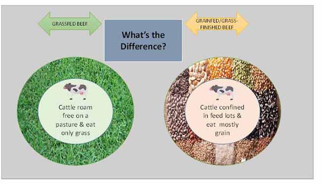 Global Grassfed Meat Market01 global grassfed meat market01