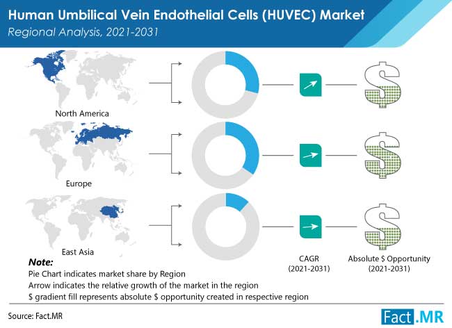 human umbilical vein endothelial cells huvec market
