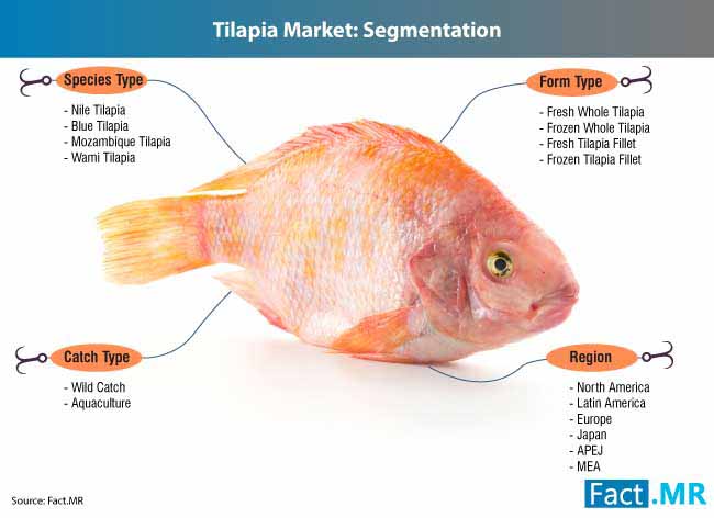 Tilapia Industry 3 tilapia industry 3